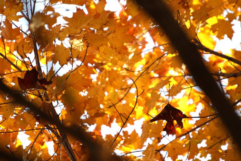Fall colors at Mount Saint Mary Park in St. Charles.