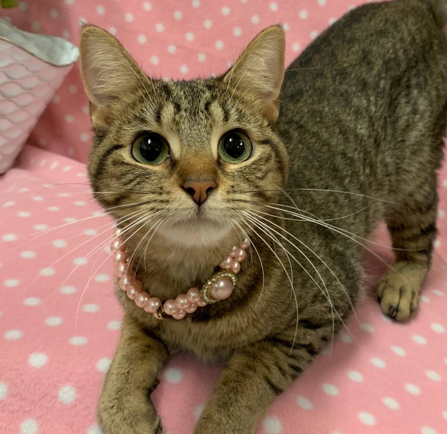 Two-year-old Fritzi is energetic, playful, and has been patiently waiting for a home for months. Fritzi has an outgoing and sweet personality towards people and other cats. She loves attention from people and enjoys being petted or held. To meet Fritzi, call Joliet Township Animal Control at 815-725-0333.