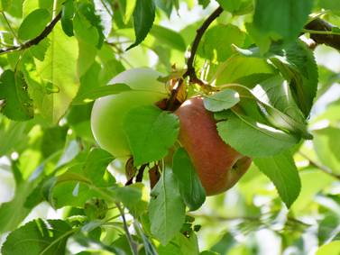 Down the Garden Path – Guest columnist series: Fruit trees have a place even in a small yard