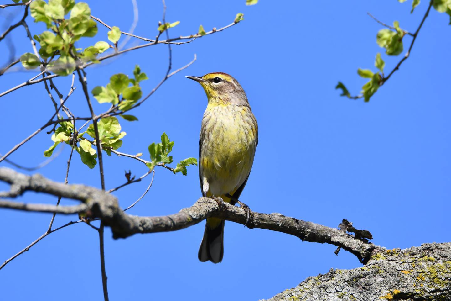 Test your bird knowledge with a “Jeopardy”-style program at Isle a la Cache Museum in Romeoville. Two sessions of Jeop-Birdy are set for Saturday, March 28, 2026