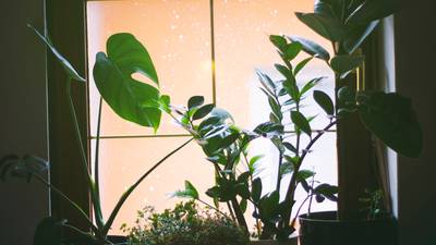 Down the Garden Path: Guest columnist series – Bring tropical plants indoors for the winter