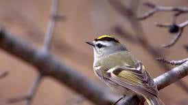 Birdwatching Hike at Dixon Refuge This Saturday