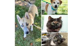 Pets of the Week: Aug. 28, 2023