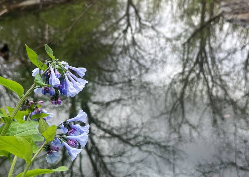Bluebells bloom along a creek near the trailhead to Illinois Canyon on Monday, April 13, 2026 in Starved Rock State Park.