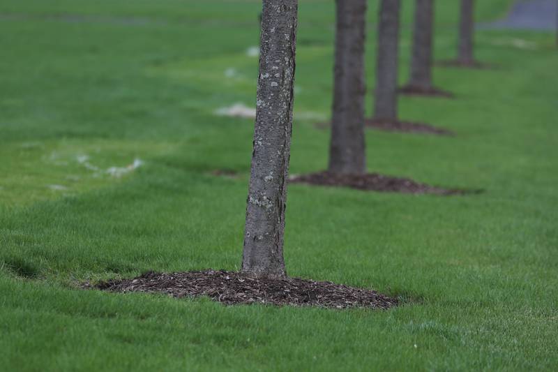 Trees are planted in a row outside the Village of Romeoville. Romeoville was named Tree City USA for the third year in a role for their active role in conservation and the promotion of green activities.