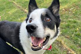 Sweet dogs doesn’t let special needs slow him down