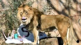 Brookfield Zoo vaccinating animals against COVID-19