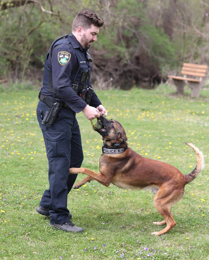 Sycamore Police K-9 officer Greyson Scott and his Belgian malinois Wes get some training in Thursday, April 18, 2024, at the Sycamore Forest Preserve.