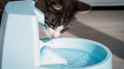 Summer survival guide for pets with Dr. Aaron Jackson
