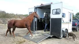 Bureau, Marshall, Putnam counties to host large animal rescue class Nov. 11 in Hennepin