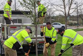 Oswego celebrates Arbor Day by planting new tree in front of Oswego Village Hall