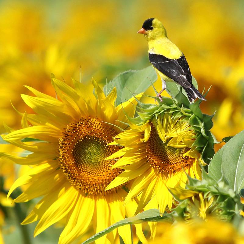 An American goldfinch rests atop a sunflower Friday, July 14, 2023, at Shabbona Lake State Recreation Area in Shabbona Township.