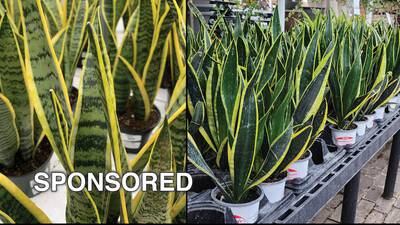 Three things to know about snake plants