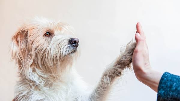 Starting 2026 on the right paw 