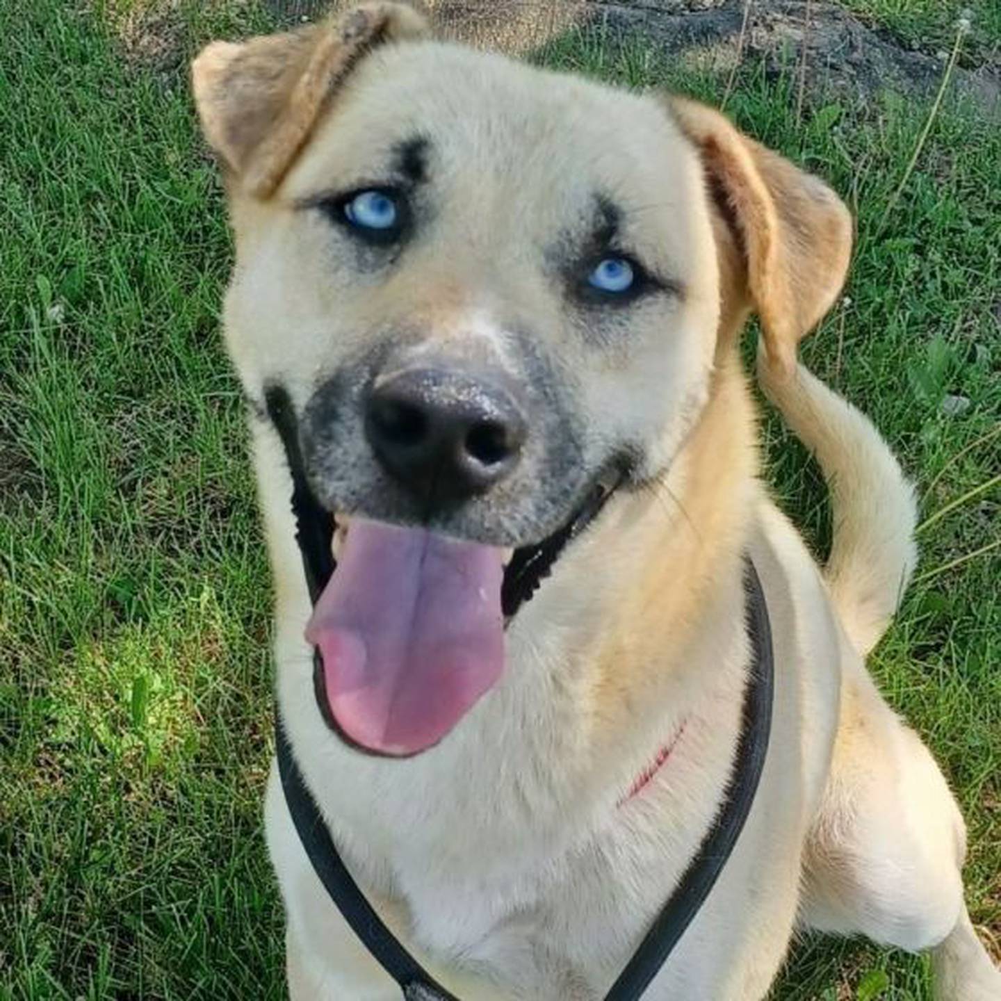 Lance is a 1-year-old shepherd mix who loves people. Lance weighs less than 50 pounds and loves to cuddle. He will snuggle all day if you let him. To meet Lance, contact Hopeful Tails Animal Rescue at hopefultailsadoptions@outlook.com. Visit hopefultailsanimalrescue.org.