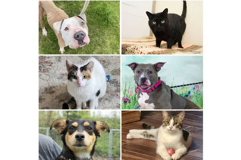 The Herald-News presents this week’s Pets of the Week. Read the description of each pet to find out about it, including where it can be adopted in Will County.
Send Pets of the Week submissions to news@theherald-news.com. Photos should be in .jpg file format, 200 dpi and sent as email attachments. Submissions are subject to editing for length, style and grammar and run as space is available.