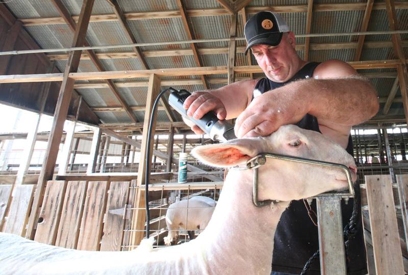 Kenny Kuehn of Putnam, shears his sheep his during the 102nd Marshall-Putnam Fair on Thursday, July 13, 2023 in Henry.