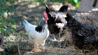 Backyard chickens to be allowed in Wonder Lake in tie-breaking vote