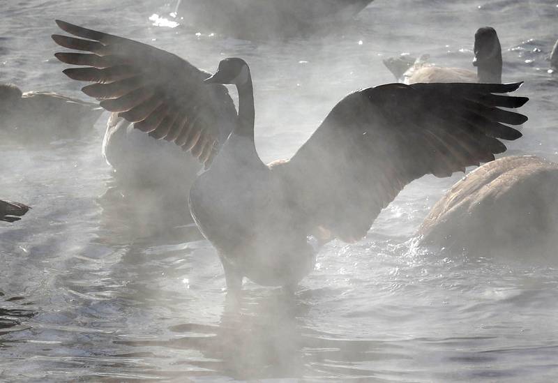 Canada geese seek refuge from the cold as steam rises from the warmer water Friday, Jan. 23, 2026, in the Kishwaukee River near Hopkins Park in DeKalb. Temperatures fell to well below zero degrees Friday, one of the coldest days of the year.