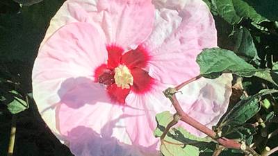 Spaulding Elementary remembers one of its own with beautiful garden