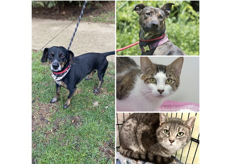 The Herald-News presents this week’s Pets of the Week. Read the description of each pet to find out about that pet, including where he or she can be adopted