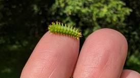 Good Natured in St. Charles: Identifying baby insects poses lively challenge