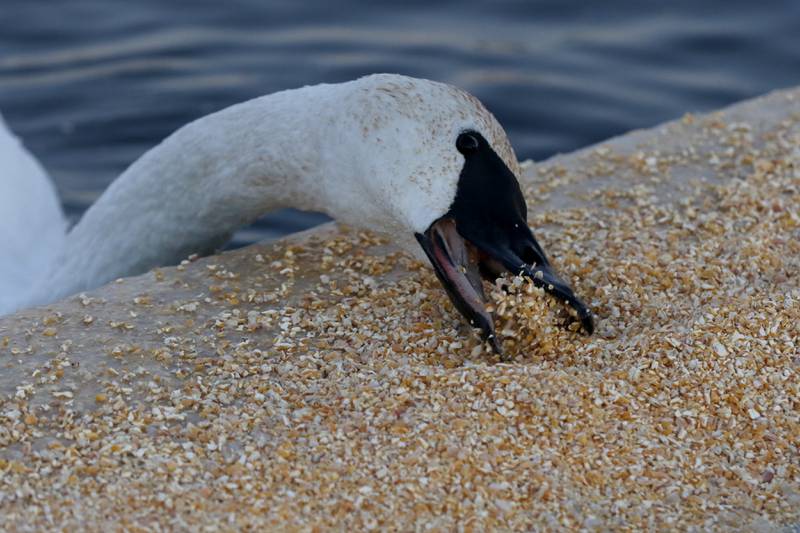 A trumpeter swan eats on a lake on Dec. 2, 2024, at Somerset Manor near Harvard. In 1985, Henri Giugni and his wife, June, brought in four pairs of native trumpeter swans and now up to 100 trumpeter swans return every winter to their property near Harvard.