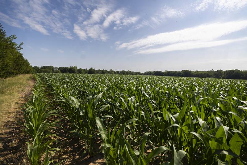 After three years of red tape, the solar farm, located just east of The Facility, hopes to start construction in October.