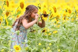 Photos: Matthiessen State Park sunflower field hits peak bloom 