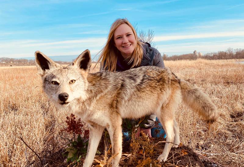 Learn all about Will County’s largest predator, the coyote, during March’s episode of “The Buzz,” the Forest Preserve District of Will County’s monthly nature show.