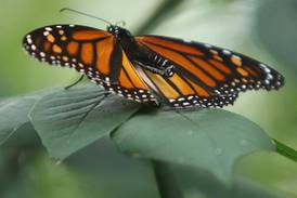 Scavenger hunt planned to learn about insects in DeKalb