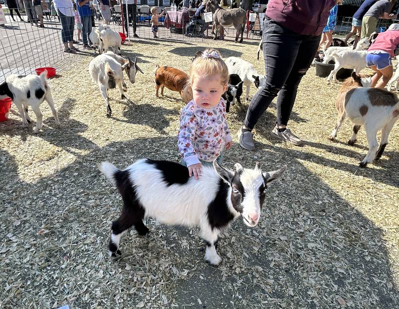 Leighton Schopp of Oregon pets a little goat at the petting zoo in the Kids Zone during the Autumn on Parade festival on Sunday, Oct. 6, 2024 in Oregon.