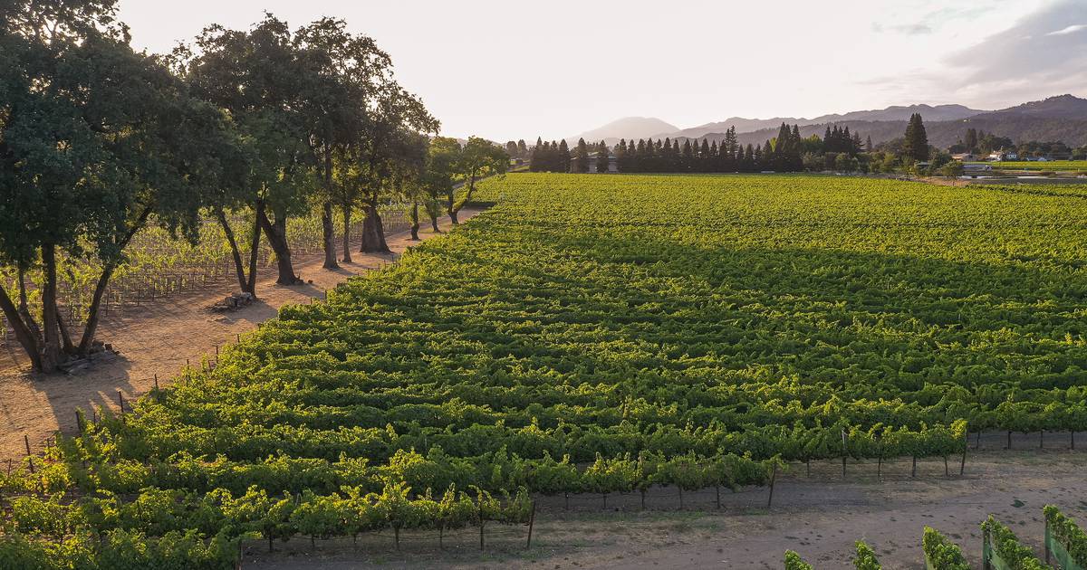 Uncorked: Sullivan – Where the Old World Meets the New World With Elegance and Power