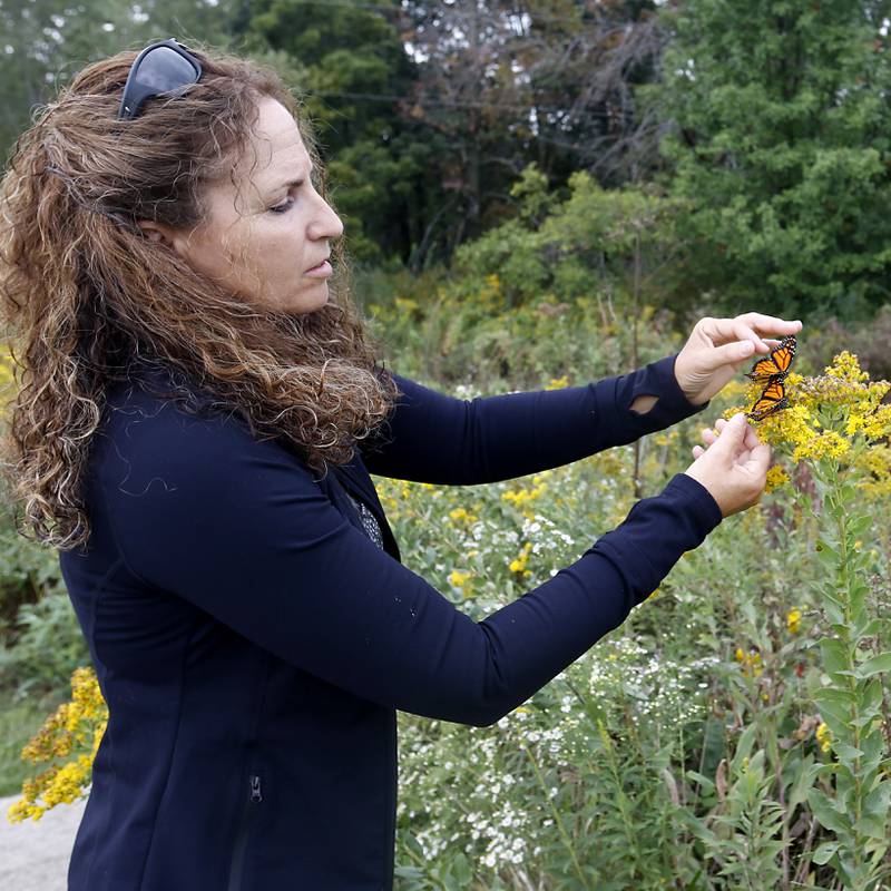 Gerriann Gerritsen releases Monarch butterflies that she raised Wednesday, Sept. 20, 2023, at the McHenry County Conservation District's Pleasant Valley near Woodstock.