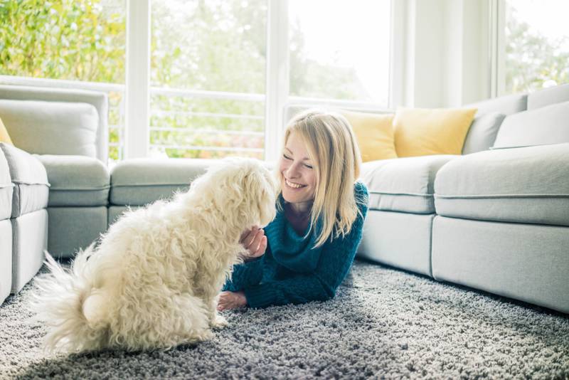 Successful pet integration requires preparation, patience, and consistency.