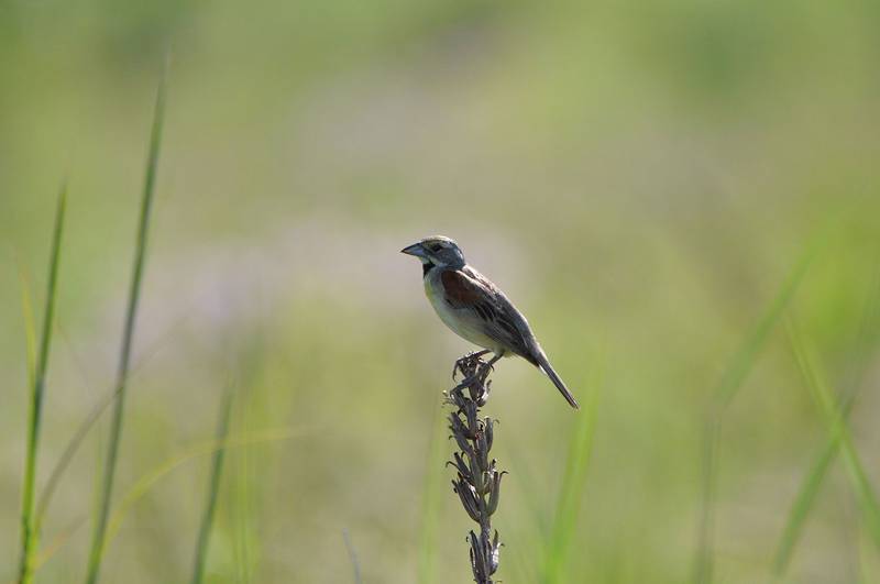 This dickcissel prefers open areas for nesting, including clover fields, and it has the nickname “little meadowlark.” The species is on the state’s list of Species in Greatest Conservation Need and it has been spotted in the Forest Preserve District’s southern preserves.