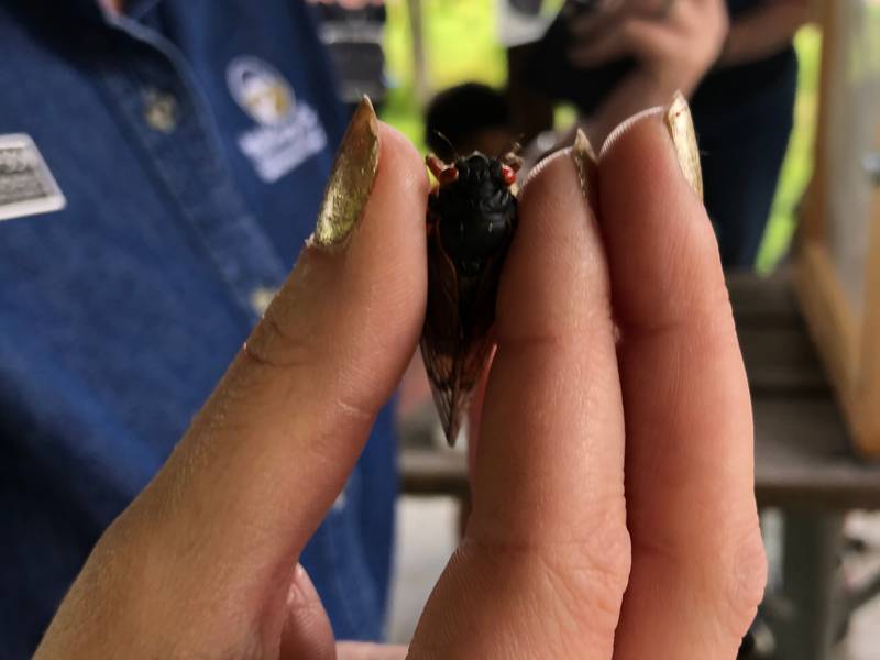 Rachel Gustafson, an educator with the McHenry County Conservation District, holds a cicada on Sunday, June 2, 2024, as part of the Cicada Celebration at the Fox Bluff Conservation Area.