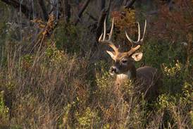 More than 51,000 deer harvested during first weekend of Illinois firearm deer season