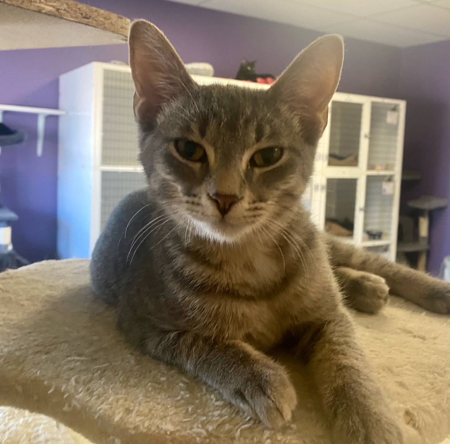 Smurfette is a 6-month-old brown tabby. She is energetic, mischievous, and curious. Smurfette is a bit rambunctious but does indulge in naps. For more information about Smurfette, including adoption fees please visit justanimals.org or call 815-448-2510.