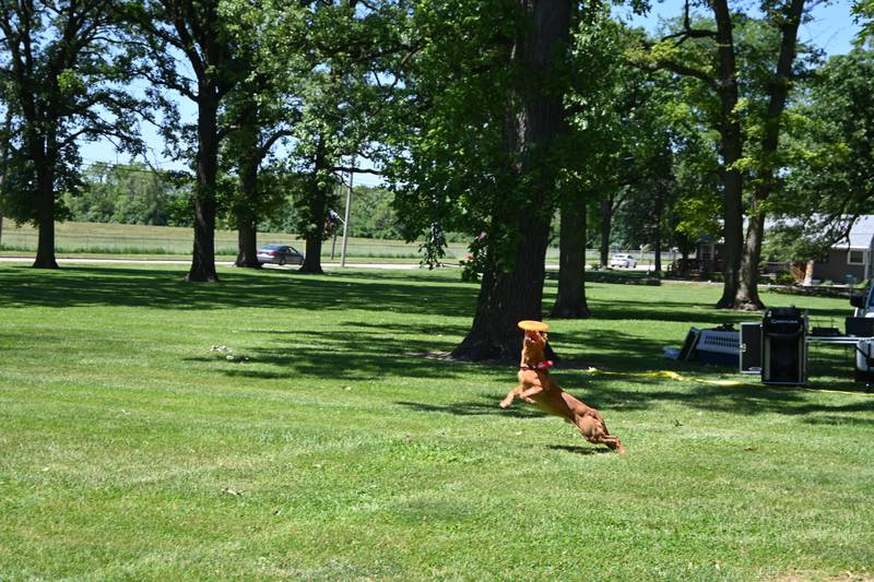 Zeke the Wonderdog part of America’s Best Frisbee Dogs shows catches a frisbee mid-air during Saturday's Bark in the Park.