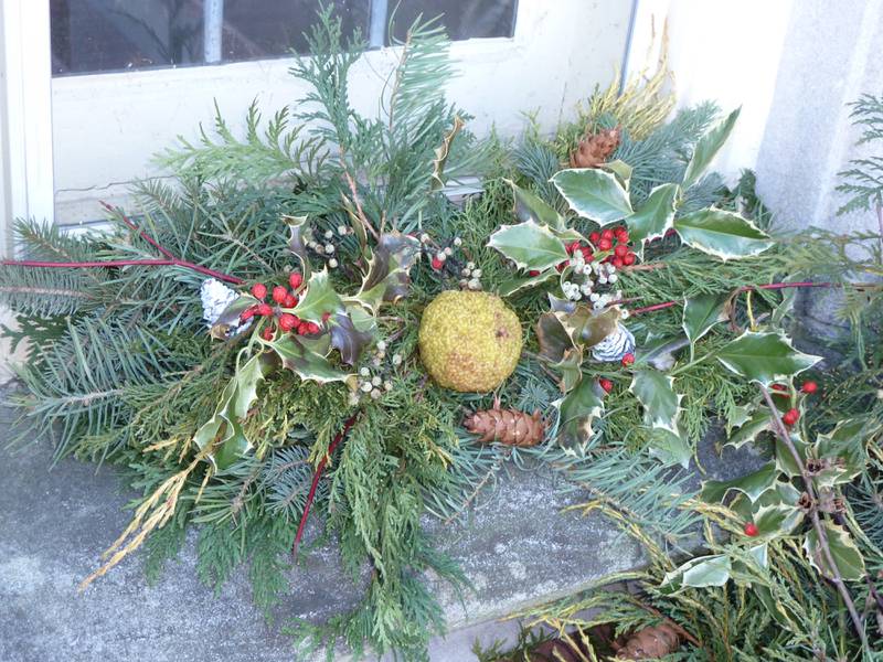 Front and center in this arrangement, osage orange fruit brings bright color, a pleasant scent and a whole lot of history to holiday displays.