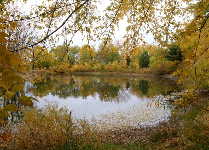 Trees reflect in a pond Tuesday, Oct. 22, 2024, at Sycamore Forest Preserve.