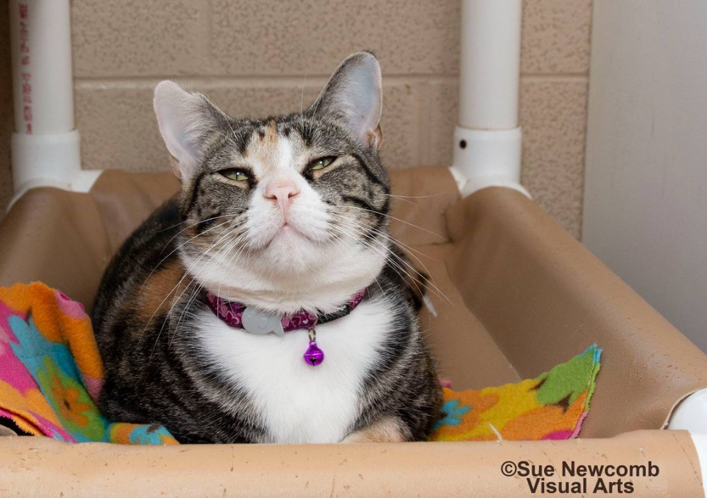 Sesame is a 2-year-old calico. She can be a bit sassy and prefers to skip the pets for playing and window watching. She needs a patient home without other cats because she likes time by herself. Contact the Will County Humane Society at willcountyhumane.com and follow the instructions for the adoption process.
