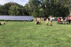McHenry County farmers ‘bridge that gap’ between suburban and rural, get boost from events like Farm Stroll