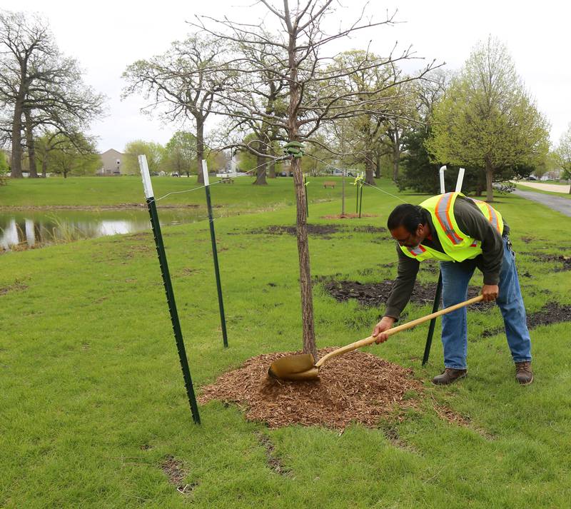 Jesse Sanchez from Public Works in Elburn fine tunes the mulch on a newly planted tree in honor of Arbor Day on Saturday, April 27, 2024 at Oak Park in Elburn.
