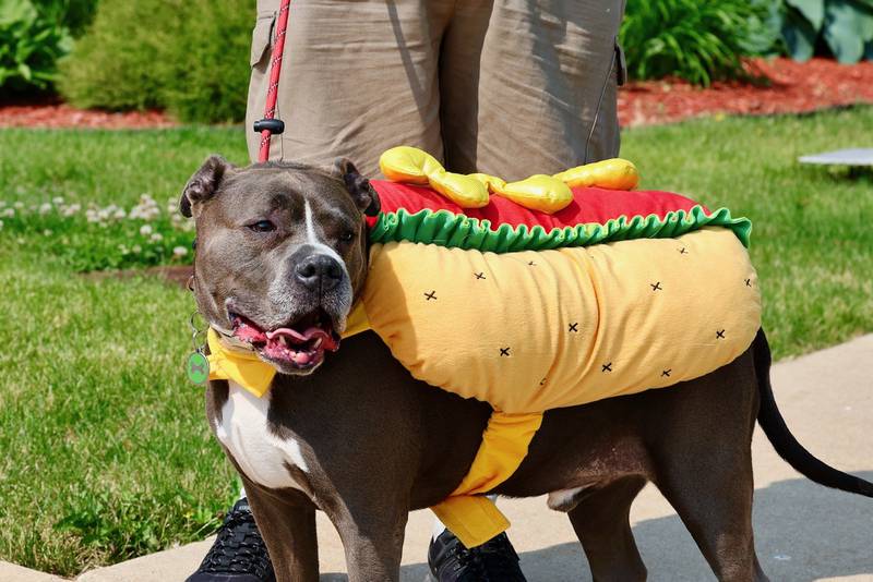 Greenfield Retirement Home in Princeton hosted a Paws on Park Avenue to entertain its residents on Saturday, May 31.