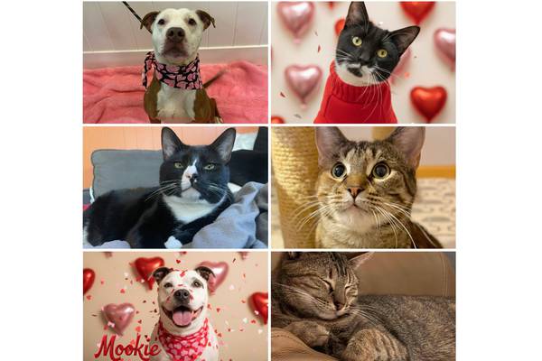 Will County Pets of the Week: Feb. 16, 2026