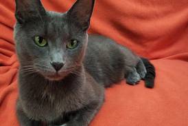 Foodie feline ready to co-star in forever family’s food show