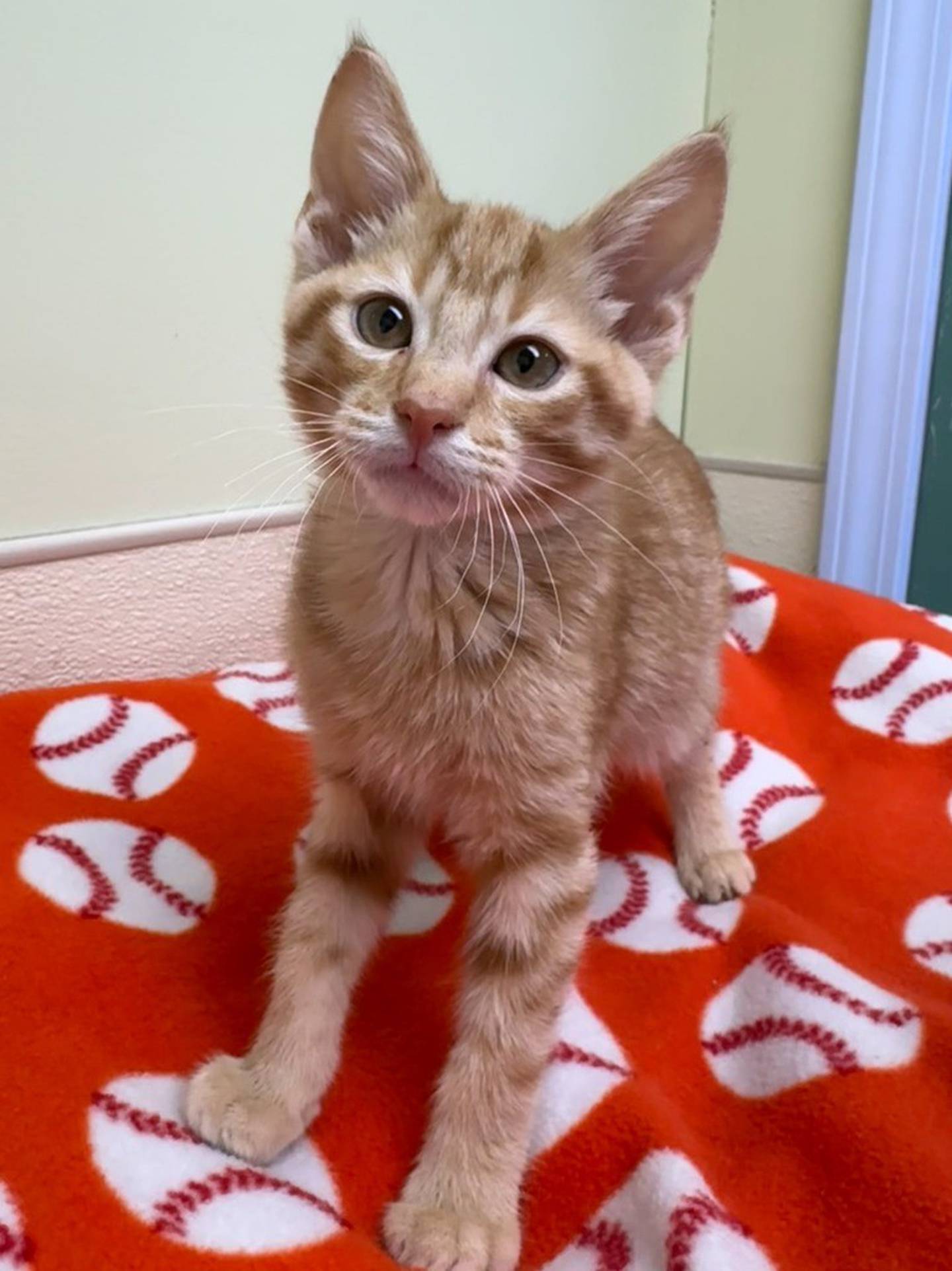 Jellybean is a rambunctious and playful 18-week-old kitten that loves to run and play with toys. But he needs a home to call his own. Contact the Will County Humane Society at willcountyhumane.com and follow the instructions for the adoption process.