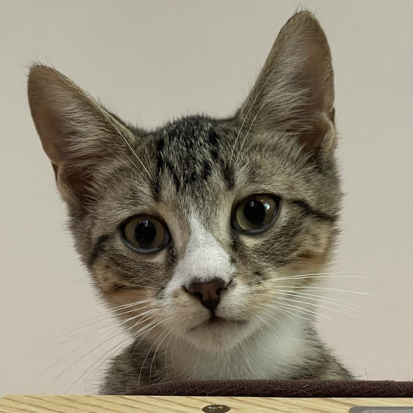 Aphelion Aura is a shy and gentle tabby that was born during the week of the 2024 solar eclipse. He is playful and social, adores his siblings,  thrives with a buddy, is not fearful and gets along with everyone. He needs a home with another friendly, playful young cat or he should be adopted with one of his companions. To meet Aphelion Aura, visit ForgetMeNotRescue.com/adoptables.